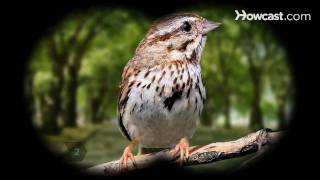 How to Identify Birds The Song Sparrow [upl. by Llenram224]