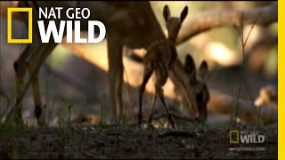 Carnivorous Baboon Rage  Nat Geo Wild [upl. by Nitsruk]