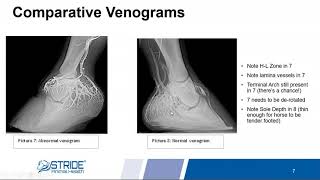 Laminitis amp Hoof Health in Horses  Stride Animal Health [upl. by Hausmann782]