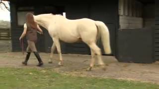 What causes laminitis [upl. by Ymmit218]