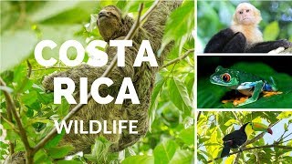 Costa Rica wildlife [upl. by Christan]