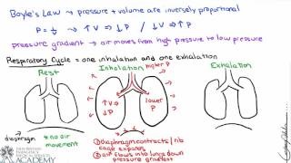 Pulmonary and Alveolar Ventilation [upl. by Wardlaw]