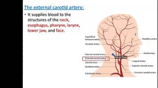 Arteries of the Head and Neck  Dr Ahmed Farid [upl. by Cyril]