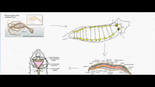 Cephalization in animals [upl. by Garneau]