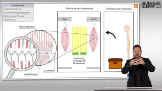 FitnessUni – Die Wahrheit über Muskelkater [upl. by Robson653]