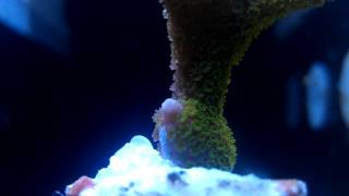 Green Montipora Digitata SPS polyps in motion [upl. by Nugent232]