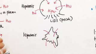 OSMOSIS  Turgor Plasmolisis Krenasi Lisis [upl. by Arny]