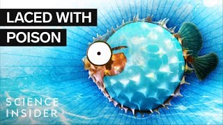 What’s Inside A Puffer Fish [upl. by Notrom]