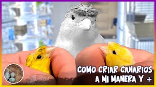 Como críar canarios a mi manera y🦜 [upl. by Chrisman]