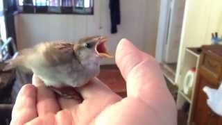 Raising A Baby Sparrow  by Mike Franzman [upl. by Niro890]