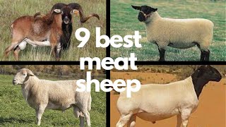 The 9 Best Sheep Breeds for Meat [upl. by Annaiel]