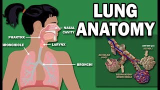 ANATOMY OF THE LUNGS [upl. by Atteve447]