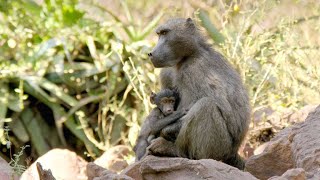 Why Baboon Society is All About Who You Know 4K [upl. by Waxler]