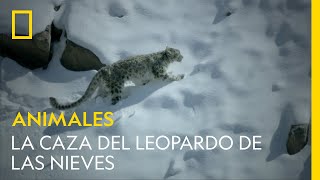 La caza del leopardo de las nieves  NATIONAL GEOGRAPHIC ESPAÑA [upl. by Magnien]