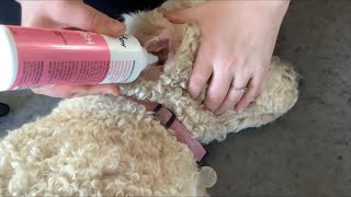 How To Clean Dogs Ear  HOMESTEAD Goldendoodle [upl. by Rahcir160]