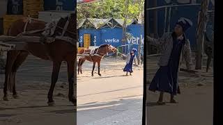 Nihang singh with horse [upl. by Amlus]