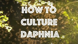 How To Culture Daphnia Magna [upl. by Ty925]