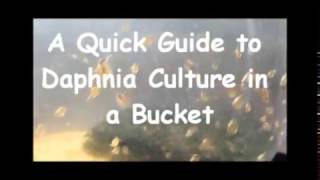 How to culture daphnia outside [upl. by Yelahs]