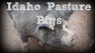 Idaho Pasture Pigs [upl. by Mikiso]