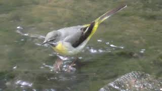 Grey Wagtail  Motacilla cinerea  British Birds UK [upl. by Bernadine]