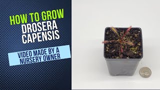 How To Grow Cape Sundew Drosera Capensis Grow Guide OLD [upl. by Ziladnerb514]