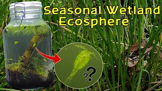 Creating a Seasonal Wetland Ecosphere │INSTANT LIFE and RARE Copepods [upl. by Weisbart]