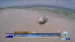 The health effects of bluegreen algae [upl. by Aliber]