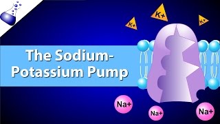 The SodiumPotassium Pump [upl. by Alyos273]