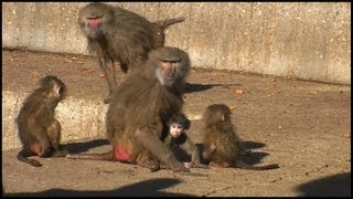 Mother Baboon Protecting Baby Papio hamadryas [upl. by Doggett]