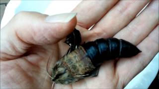 Giant Hawk Moth Pupa Hatching in a Mans Hand [upl. by Swane556]