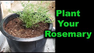 How To Plant Rosemary [upl. by Emlyn195]