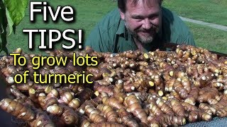 5 Tips How to Grow a Ton of Turmeric in Just 3 Square Feet Garden Bed [upl. by Silvia974]