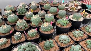 Lophophora Nursery [upl. by Gib]