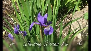 Dividing Siberian Iris Iris sibirica [upl. by Grunberg]