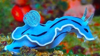 19 INCREDIBLY Colorful Sea Creatures [upl. by Nutsud]