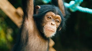 Baby Chimps Learn How To Climb  BBC Earth [upl. by Kaslik423]