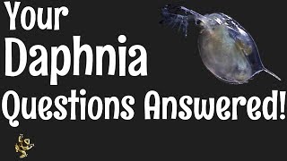 Daphnia Questions Answered [upl. by Gerty]