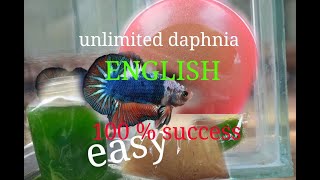 daphnia moina culture Easy way Unlimited production English  with sub Green water Chlorella [upl. by Nosac]