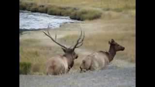 Elk Mating — at Madison Yellowstone National Park Fall 2010 [upl. by Etnahs33]