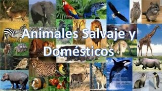 LOS ANIMALES DOMÉSTICOS Y SALVAJES [upl. by Imat802]