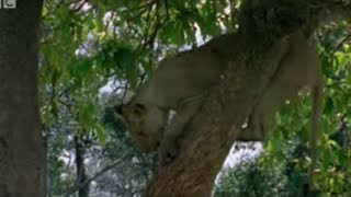 Lion Cubs Trying to Hunt Baboons  Wildlife  BBC Studios [upl. by Munt]