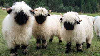 Valais Blacknose Sheep  World’s Cutest Sheep [upl. by Eselrahc]