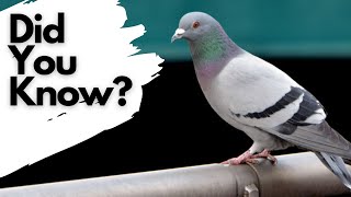 Things you need to know about FERAL PIGEONS [upl. by Cynara]