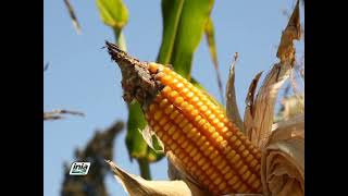 CULTIVO DEL MAÍZ AMARILLO DURO MEGAHIBRIDO PARA PRODUCCIÓN DE SEMILLA [upl. by Aihtnys]