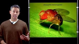 Online Developmental Biology Introduction to Drosophila [upl. by Fantasia]