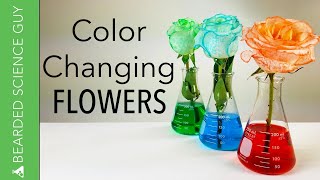 Color Changing Flowers Experiment Biology [upl. by Gorrono908]