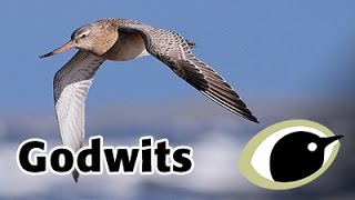 BTO Bird ID  godwits [upl. by Ennaehr950]