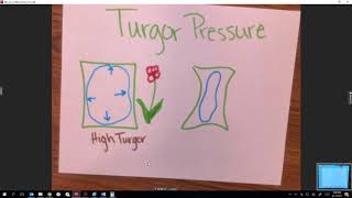 Turgor pressure tutorial [upl. by Joon]