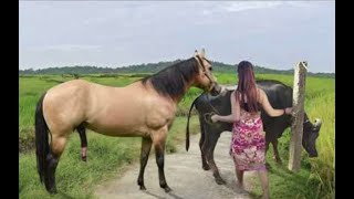 My sister training care her lovely horse in beginner 2021 [upl. by Richey]