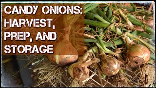 Candy Onions  Harvest amp Storage [upl. by Arita]